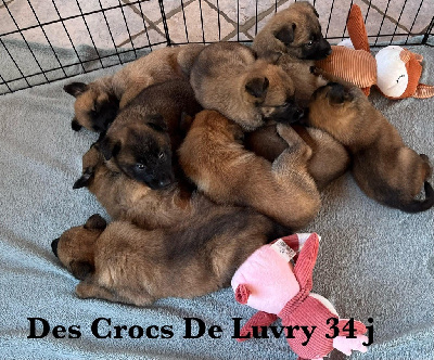 des Crocs De Luvry - Berger Belge - Portée née le 15/12/2023