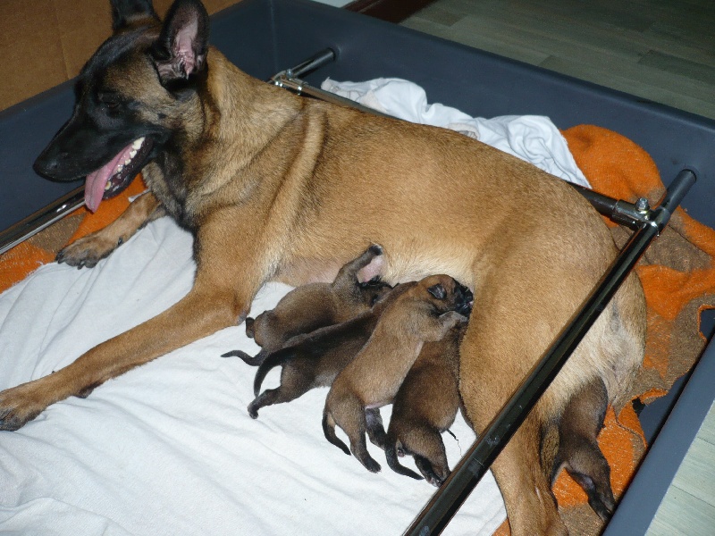 Les 12 CHIOTS de Ciara x Rocksyde en vrac 
