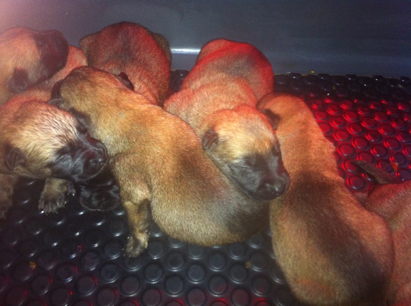 CHIOTS CIARA X TOP GUN 2012