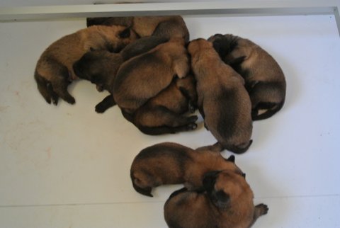 CHIOTS ETNA X COLT 2012