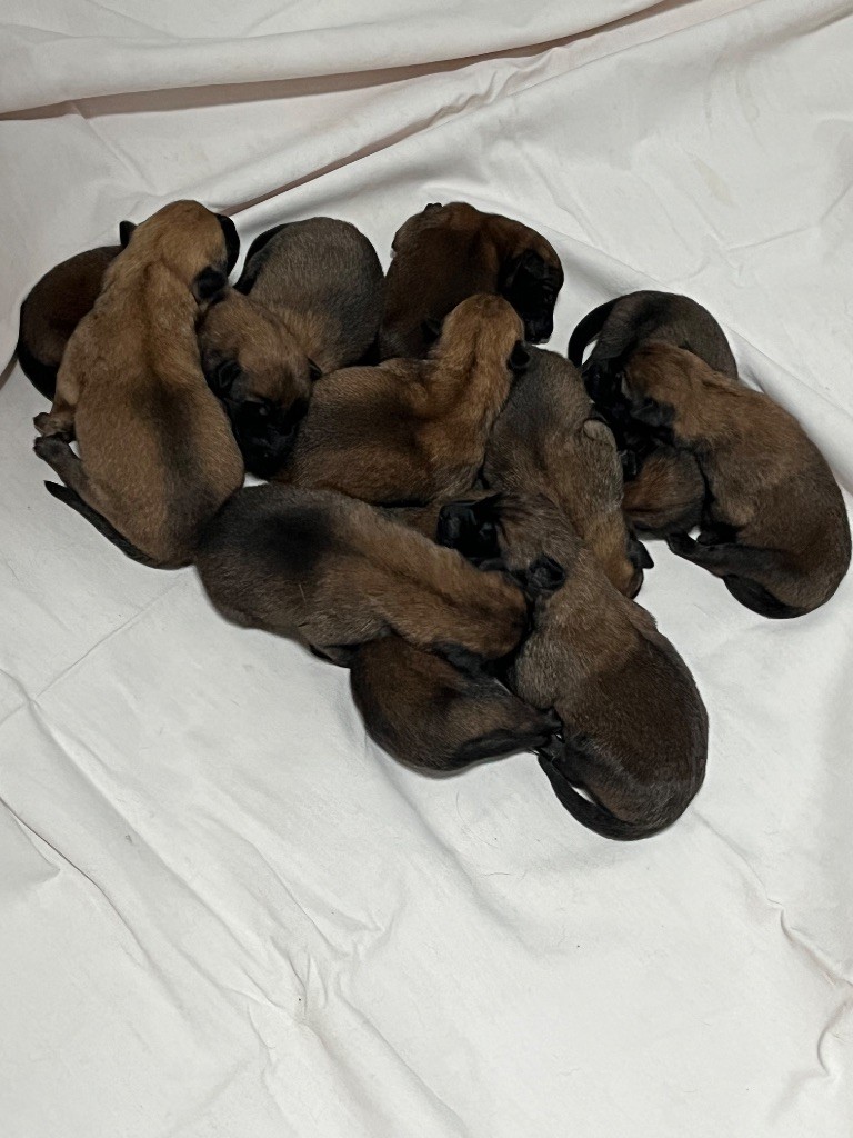 des Crocs De Luvry - Chiots disponibles - Berger Belge