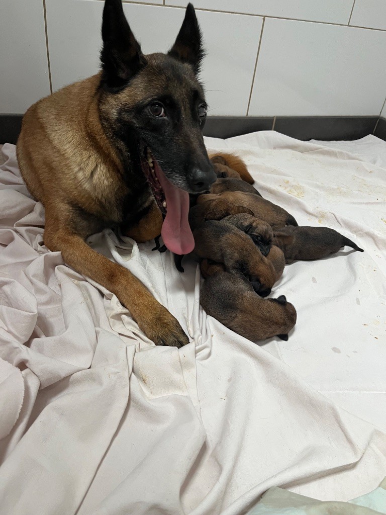 Chiot Berger Belge des Crocs De Luvry